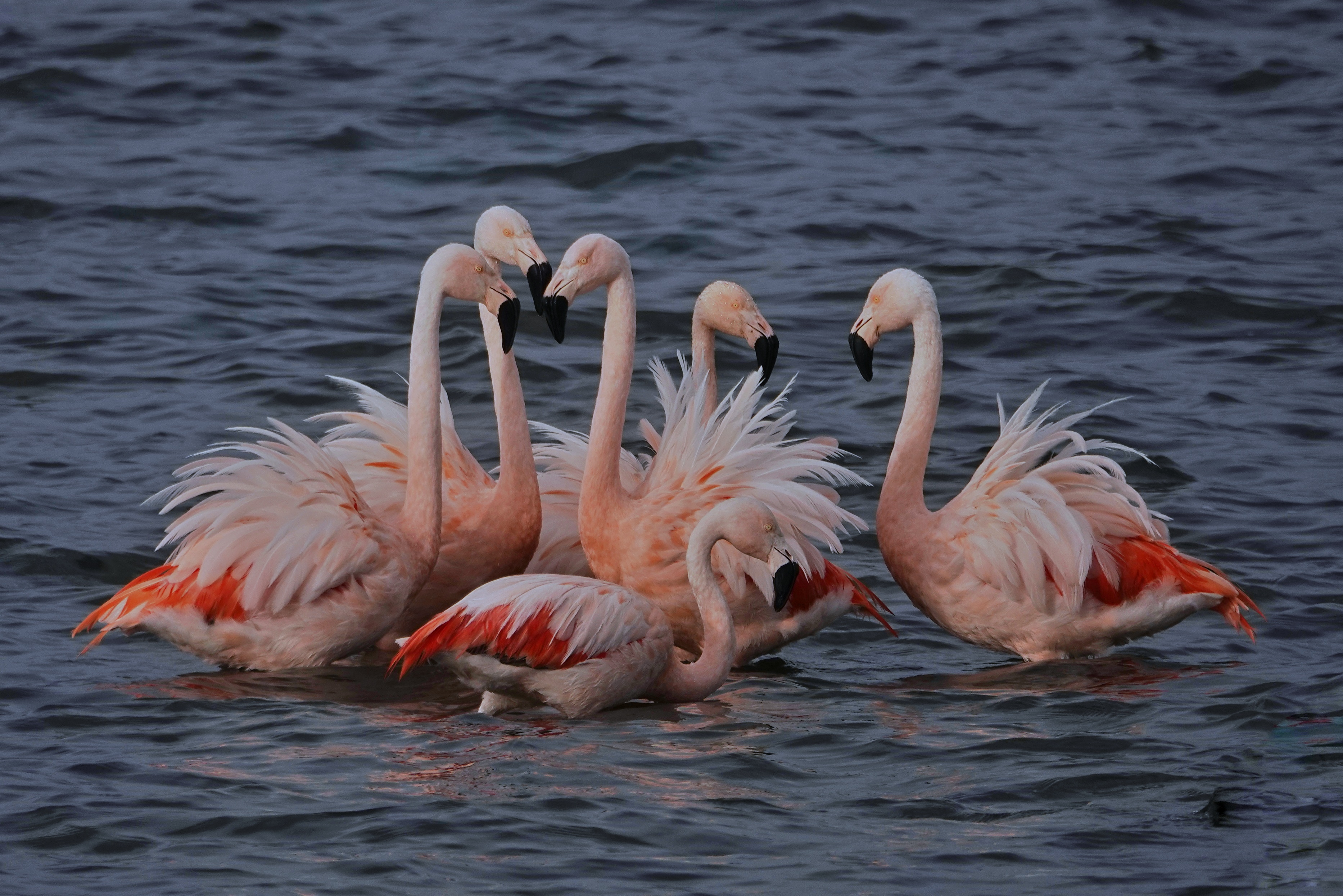 Flamants roses